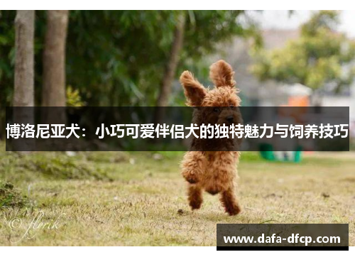博洛尼亚犬：小巧可爱伴侣犬的独特魅力与饲养技巧